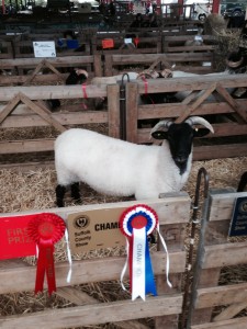 suffolk show champion 2016